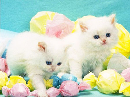 Kissa Kissa