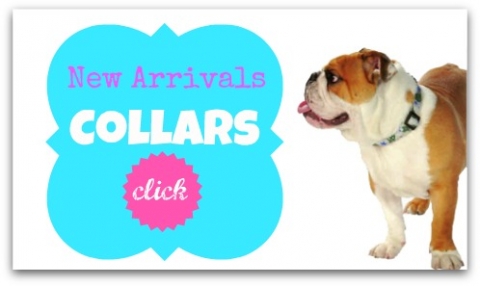 http://www.diivadog.fi/media/custom/advancedslider/resized/slide-1337261365-jpg/488X286.jpg