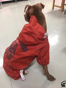 Koiran sadehaalari Dangerous Wild Boys | Lipallinen huppu | Isot koko: 30