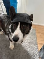 Lippalakki Black | Häikäisysuoja | Koko: L