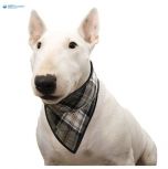 Viilentävä koiran bandana Aqua Coolkeeper Scottish Grey