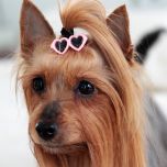 Koiran Rusetti, Koiran hiuskoru, Hiusklipsi Koiralle LightPink SunGlasses, DiivaDog
