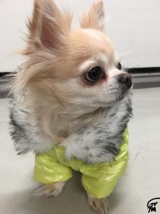 Koiran vaatteet | Koiran Toppatakki Fresh Lime Jacket