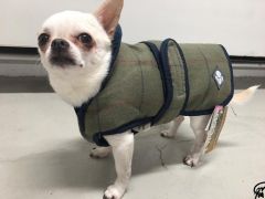 Koiran mantteli, loimitakki havunvihreä Tweed-takki, isolle ja pienelle koiralle | DiivaDog.fi