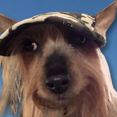 Koiran Lippalakki Camo Green | Häikäisysuoja Koiralle | Aurinkosuoja Pikkukaverille